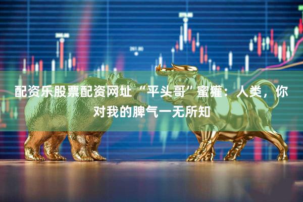 配资乐股票配资网址 “平头哥”蜜獾：人类，你对我的脾气一无所知